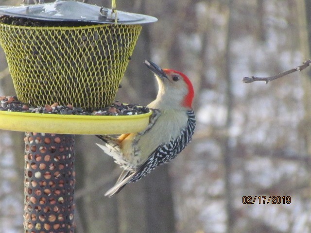 Red-bellied Woodpecker - ML141347151