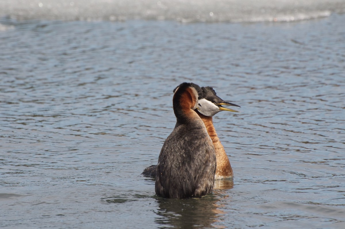 Red-necked Grebe - ML141348621