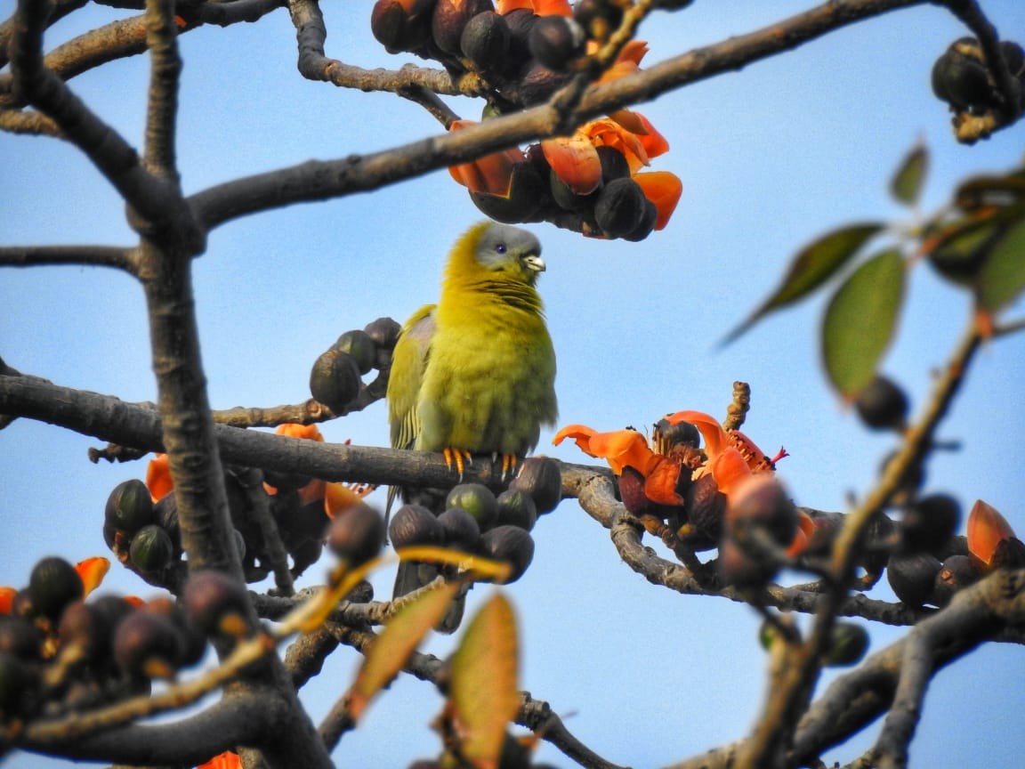 Yellow-footed Green-Pigeon - Akshay Rao