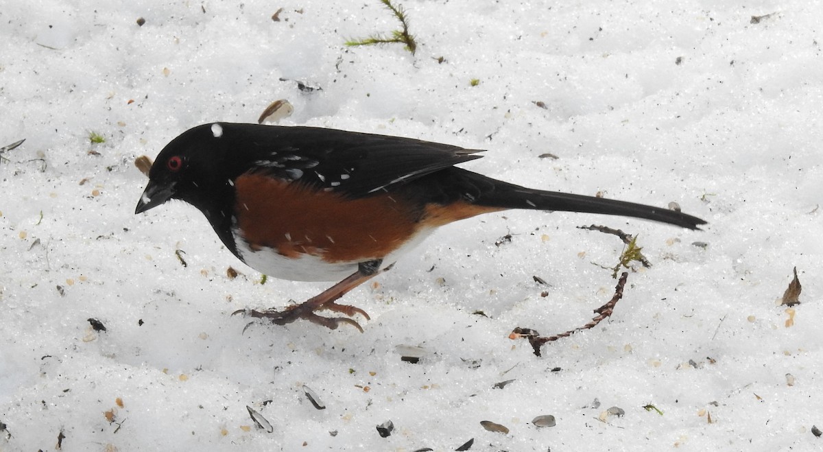 Spotted Towhee - ML141349251