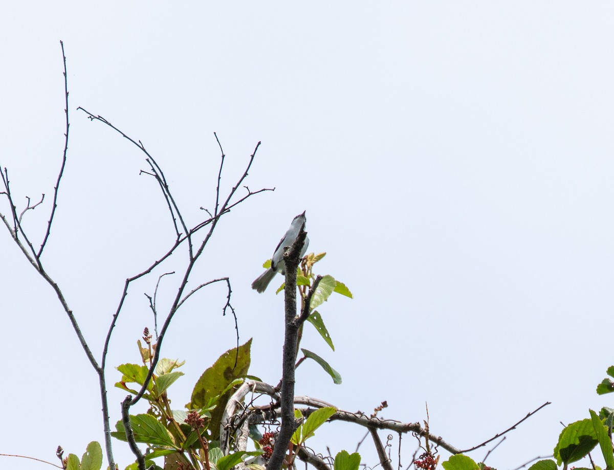 Black-tailed Tityra - Susan Mac