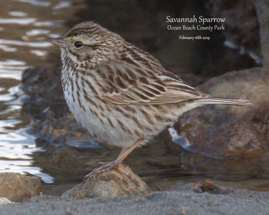 Savannah Sparrow - Richard Brown