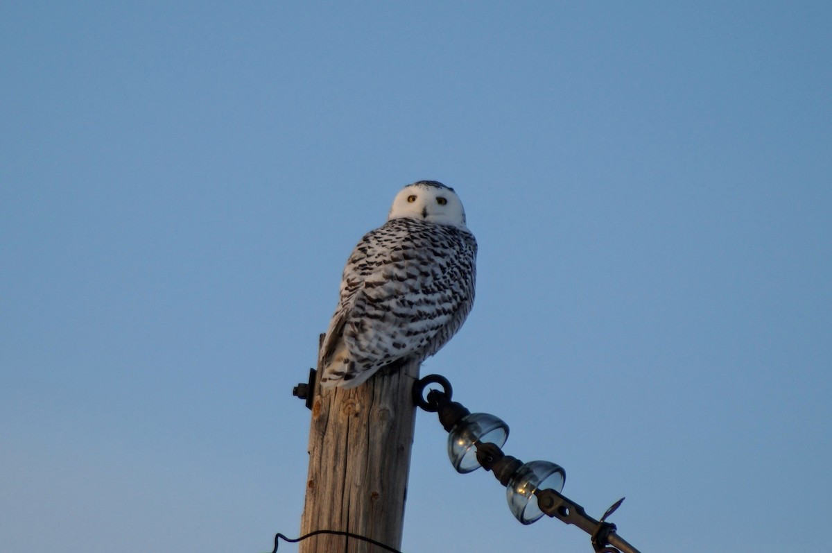 Snowy Owl - ML141353741