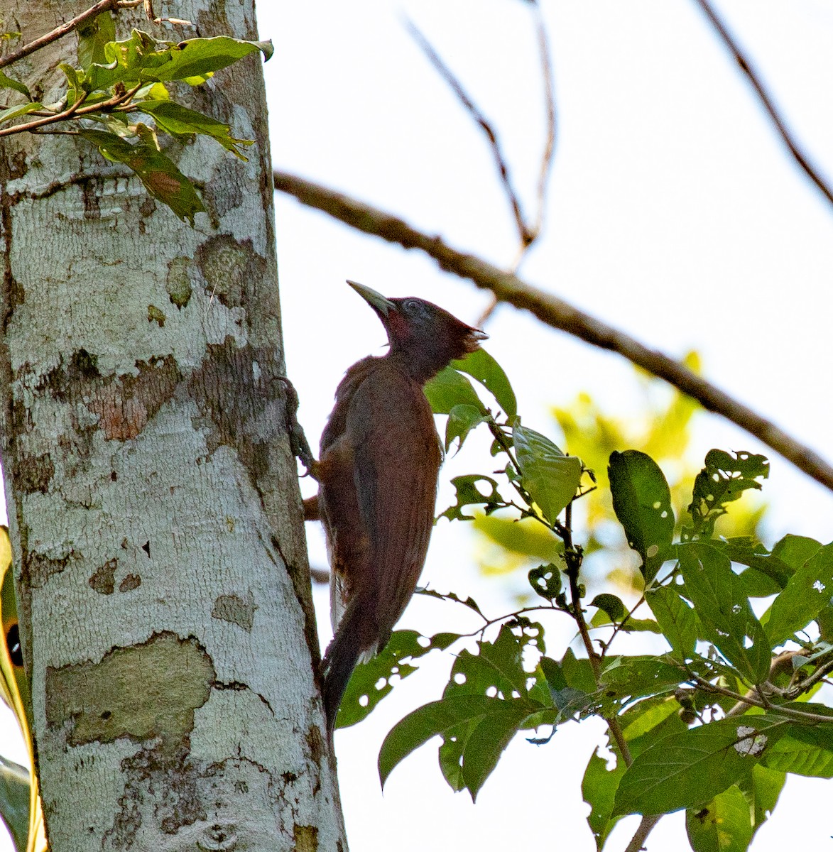 Chestnut Woodpecker - Susan Mac