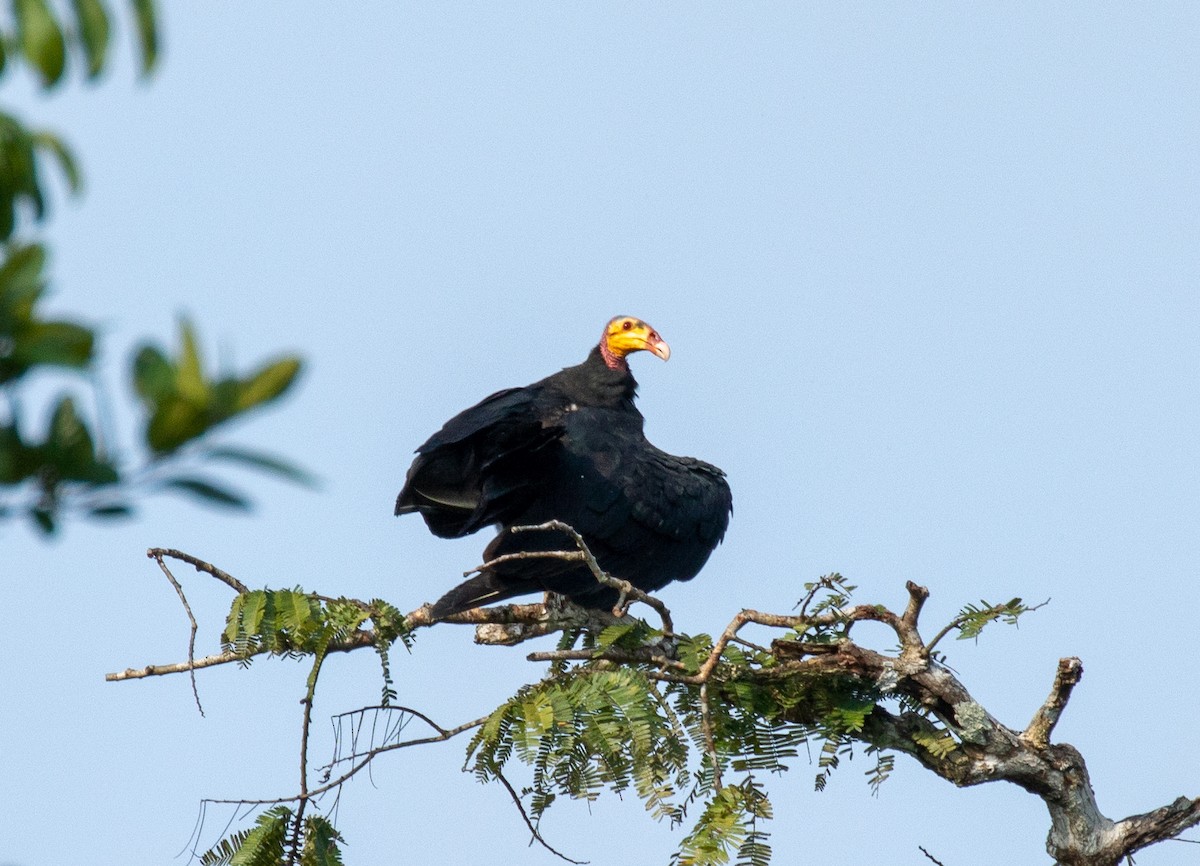 Greater Yellow-headed Vulture - Susan Mac