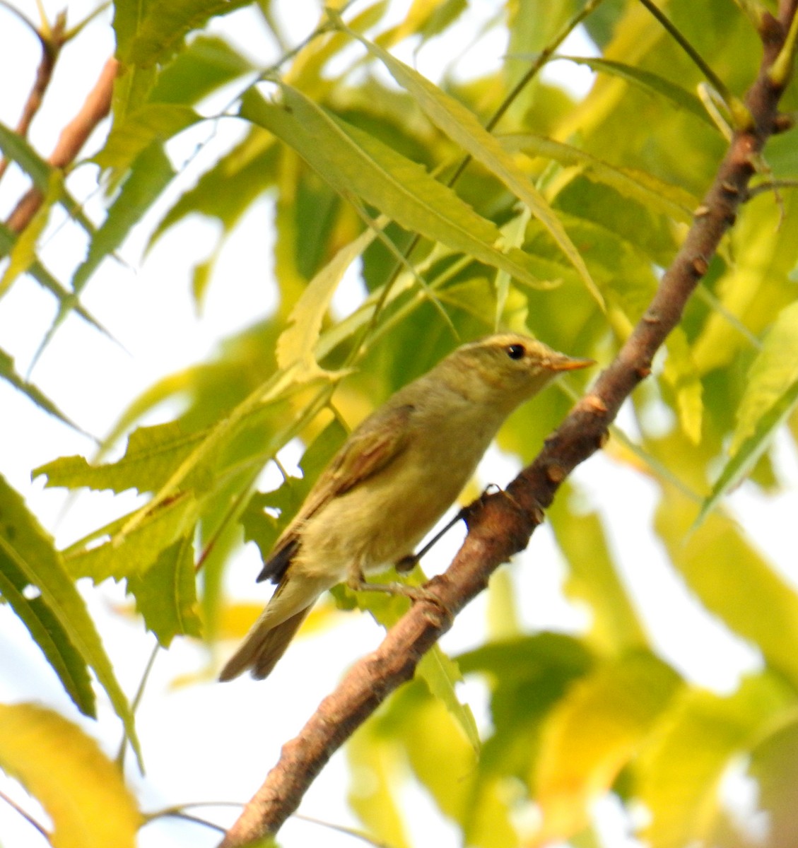 Greenish Warbler - Shivaprakash Adavanne