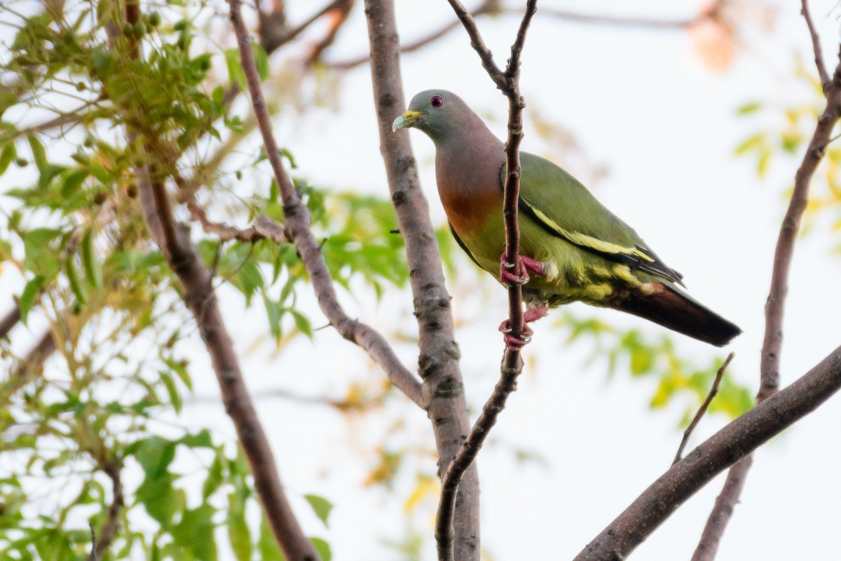 Pink-necked Green-Pigeon - Mark Bennett