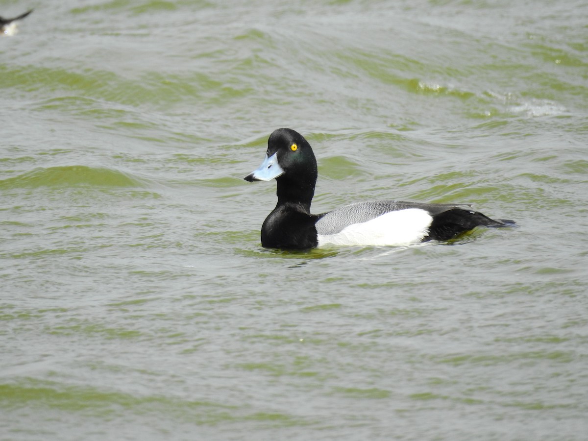 Greater Scaup - ML141357801