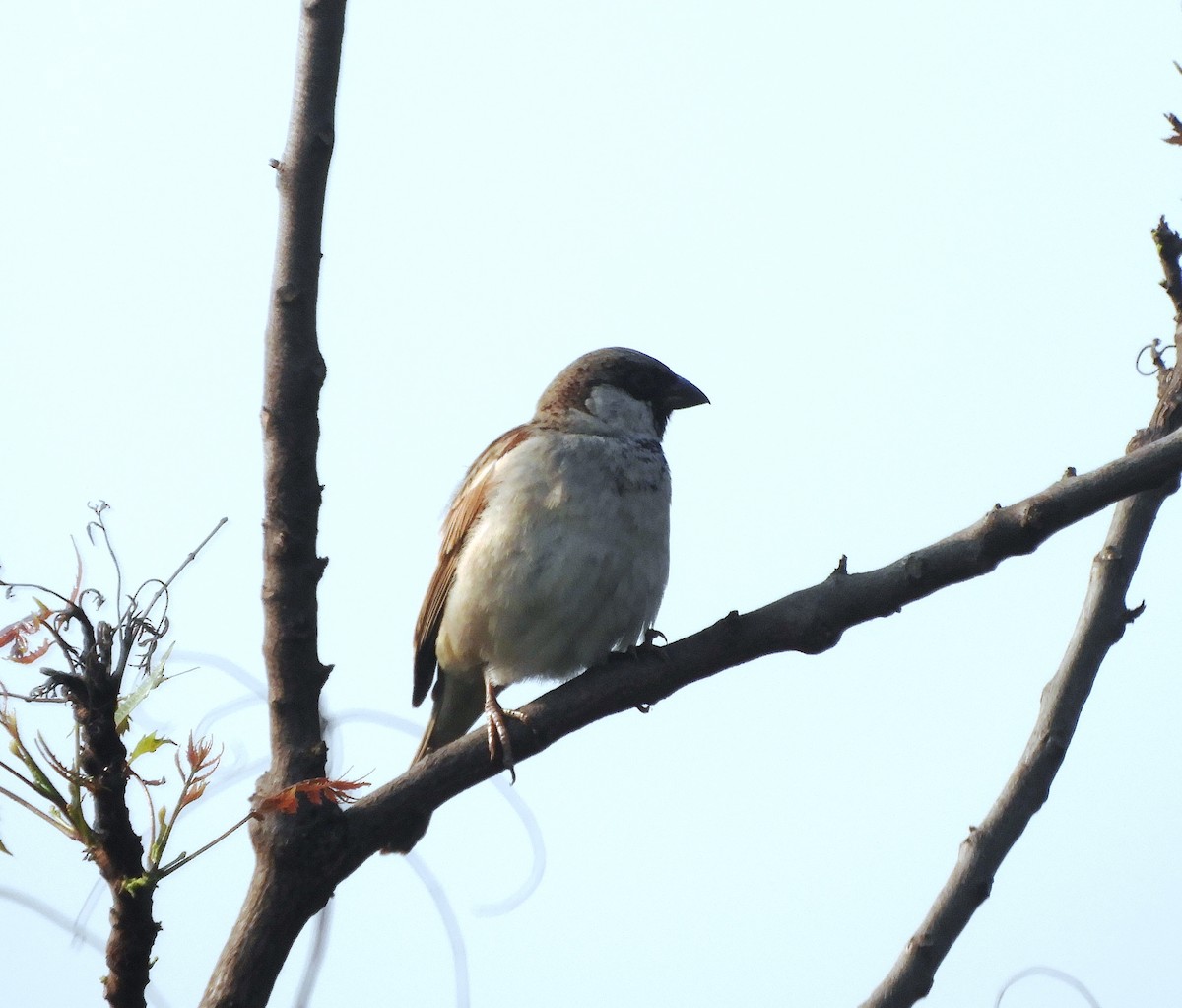 House Sparrow - Debayan Gayen