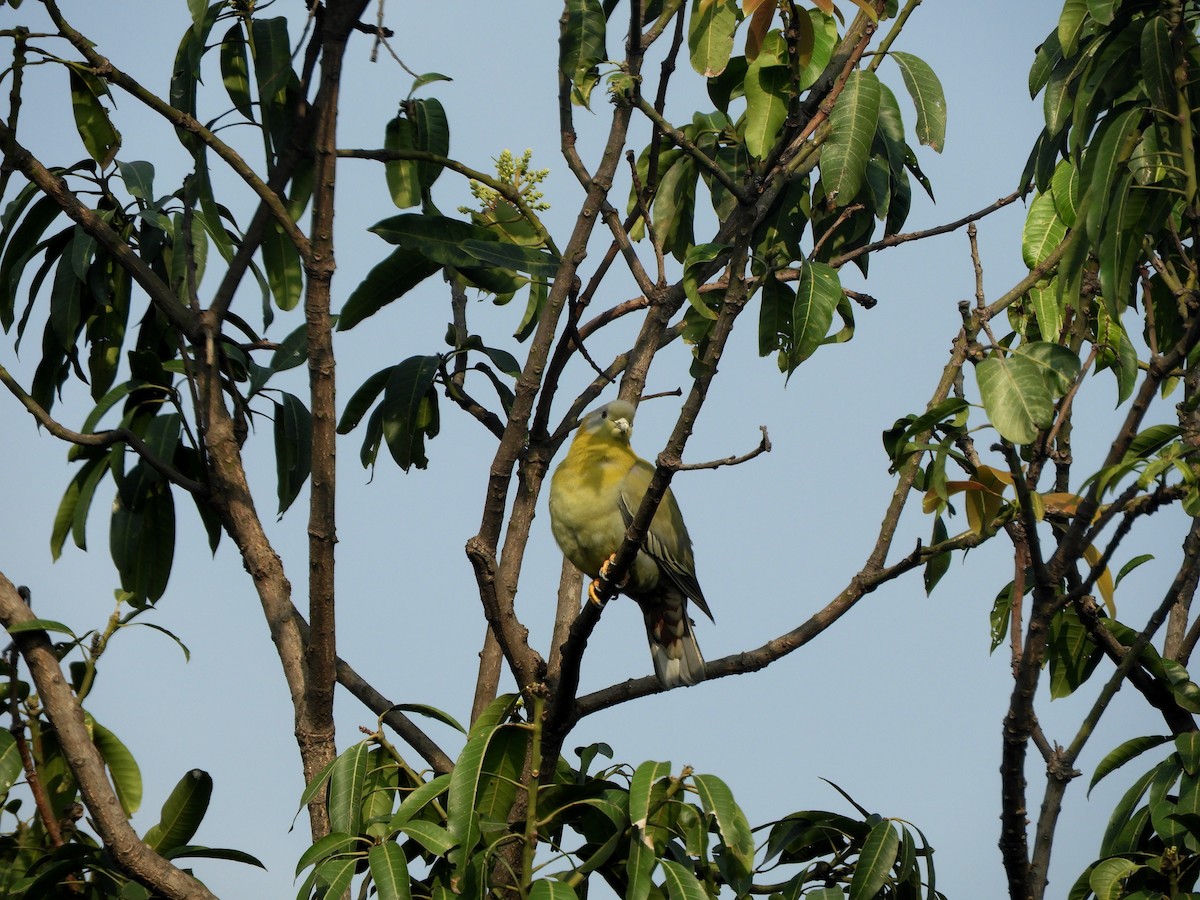 Yellow-footed Green-Pigeon - Debayan Gayen