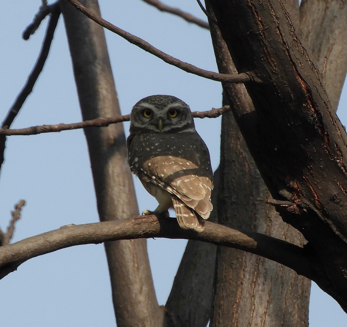 Spotted Owlet - Debayan Gayen