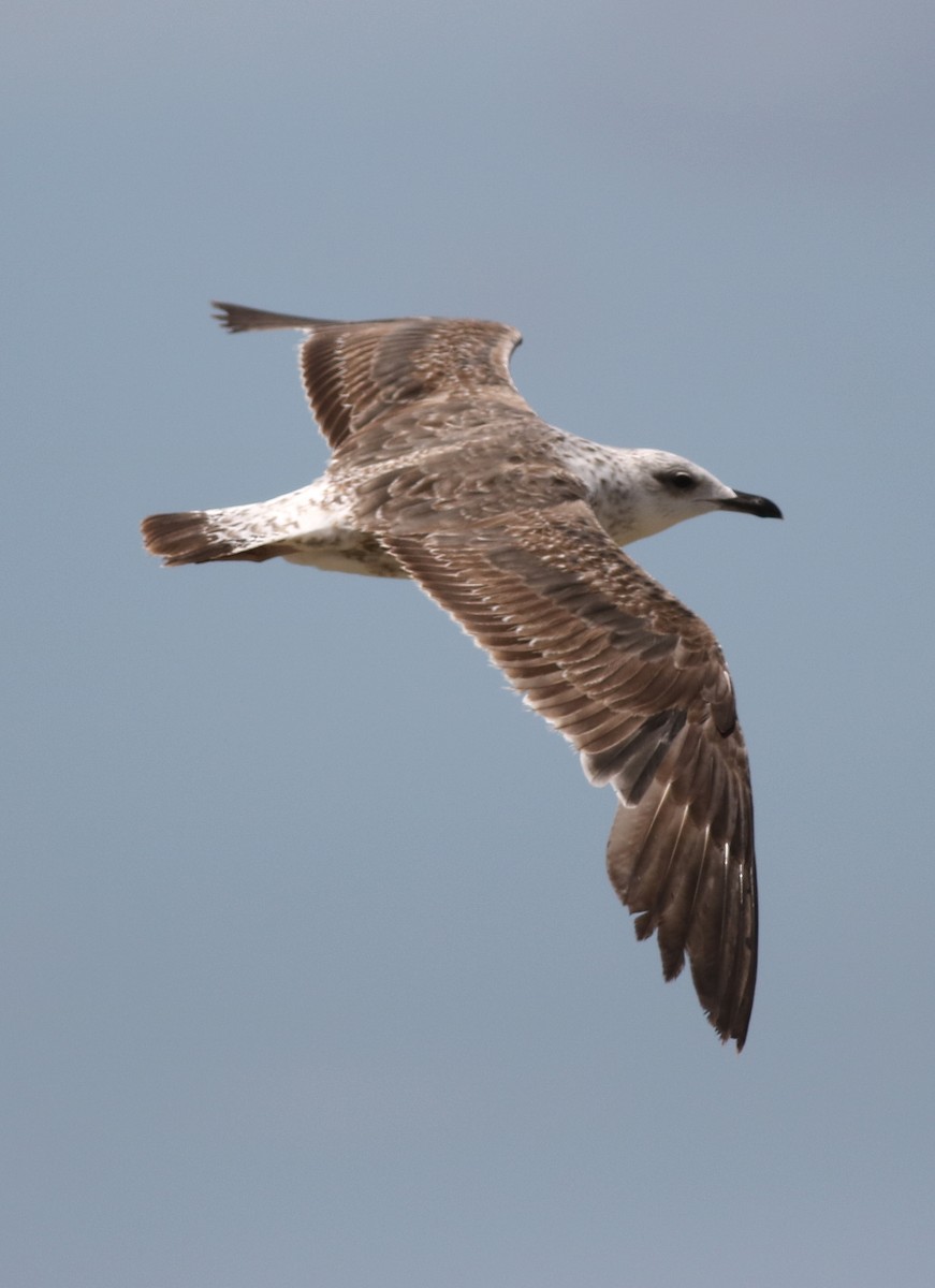 Lesser Black-backed Gull (fuscus) - ML141360041