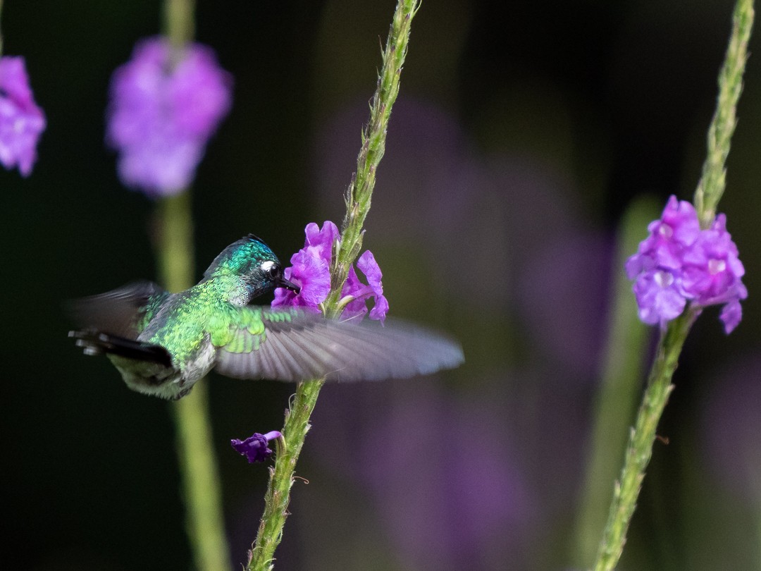 Violet-headed Hummingbird - Chris Fischer