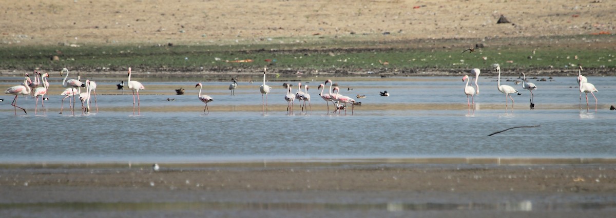 Lesser Flamingo - SHARMILA Abdulpurkar