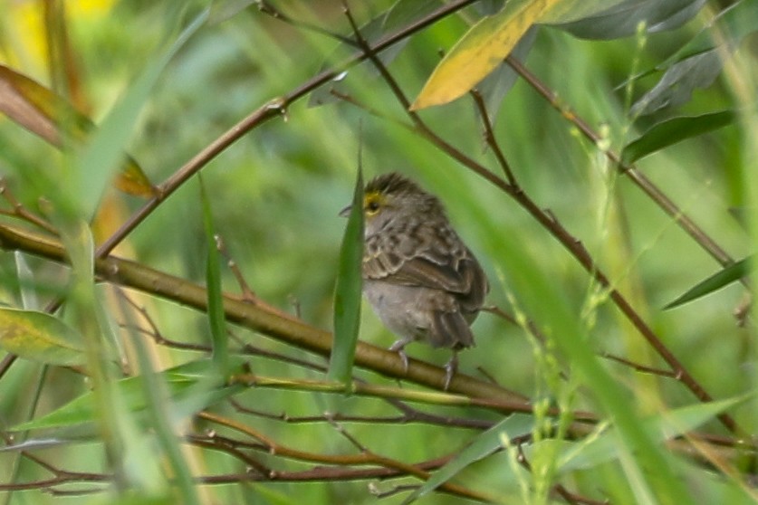 Yellow-browed Sparrow - Steve McInnis