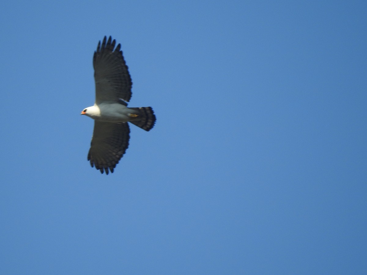 Black-and-white Hawk-Eagle - Joana De Rivero