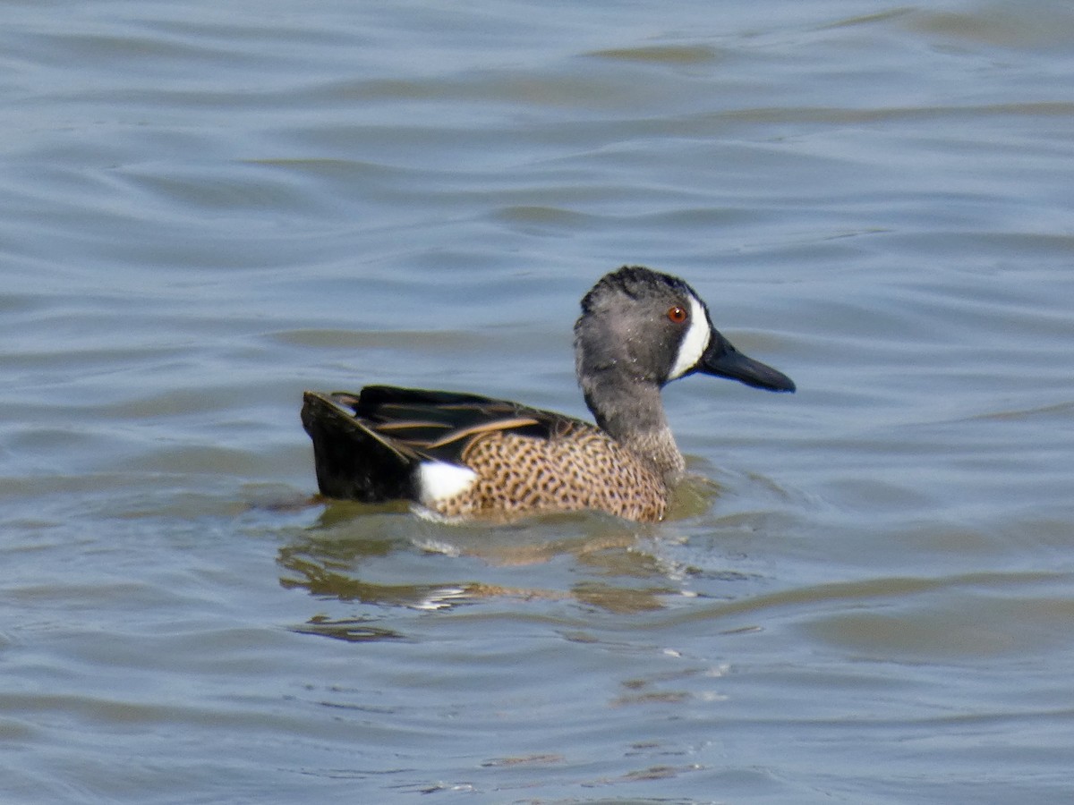 Blue-winged Teal - ML141362321