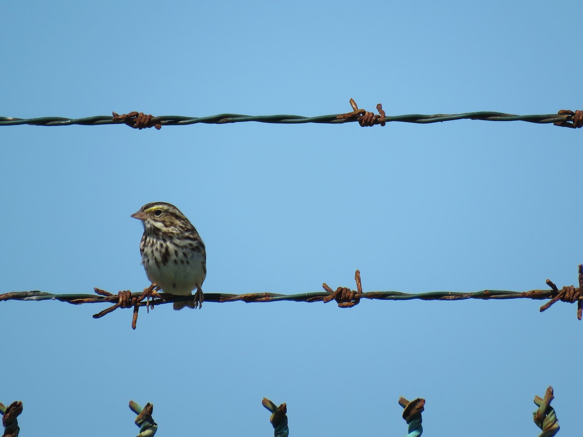 Savannah Sparrow - ML141362451