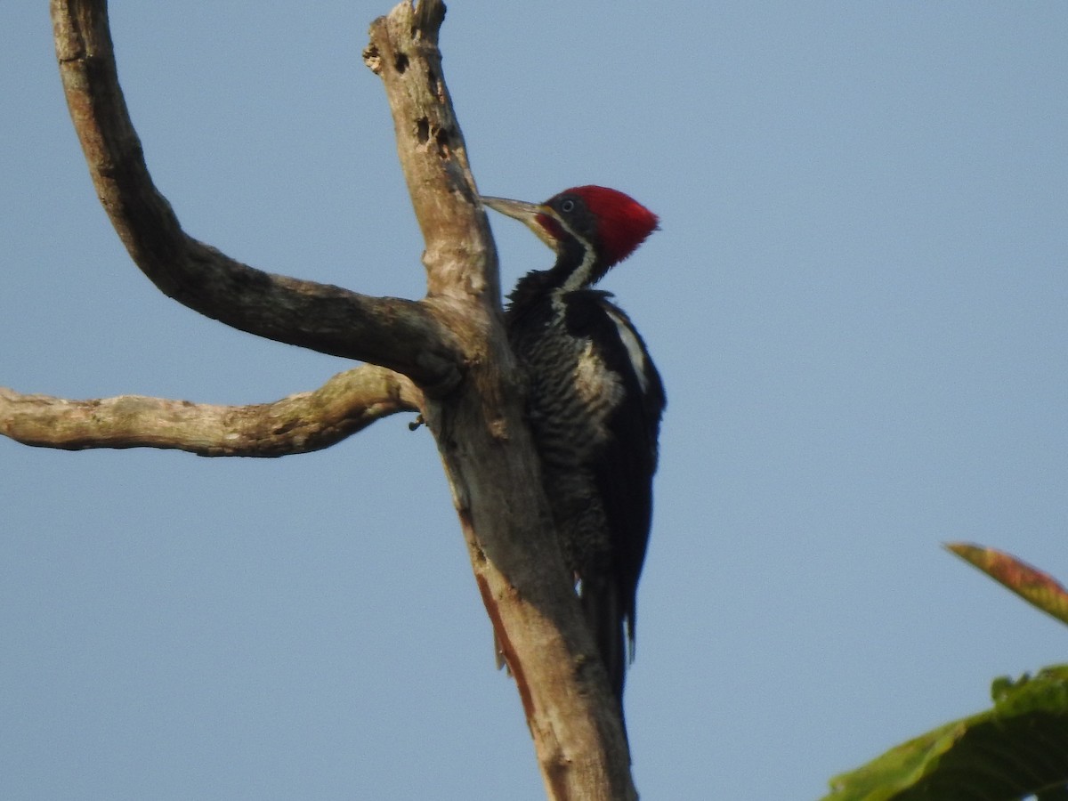 Lineated Woodpecker - Joana De Rivero