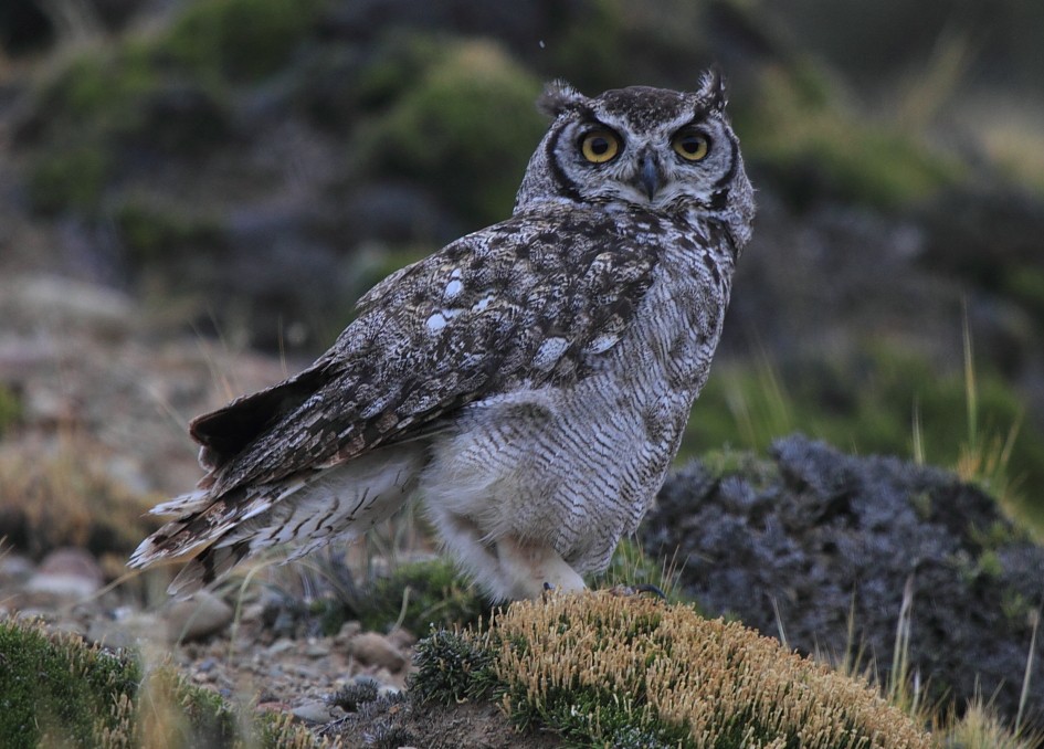 Lesser Horned Owl - Fabio Olmos