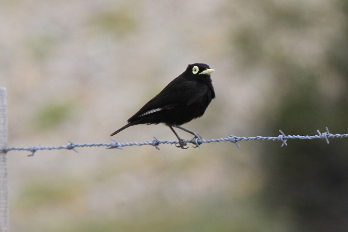 Spectacled Tyrant - ML141365031