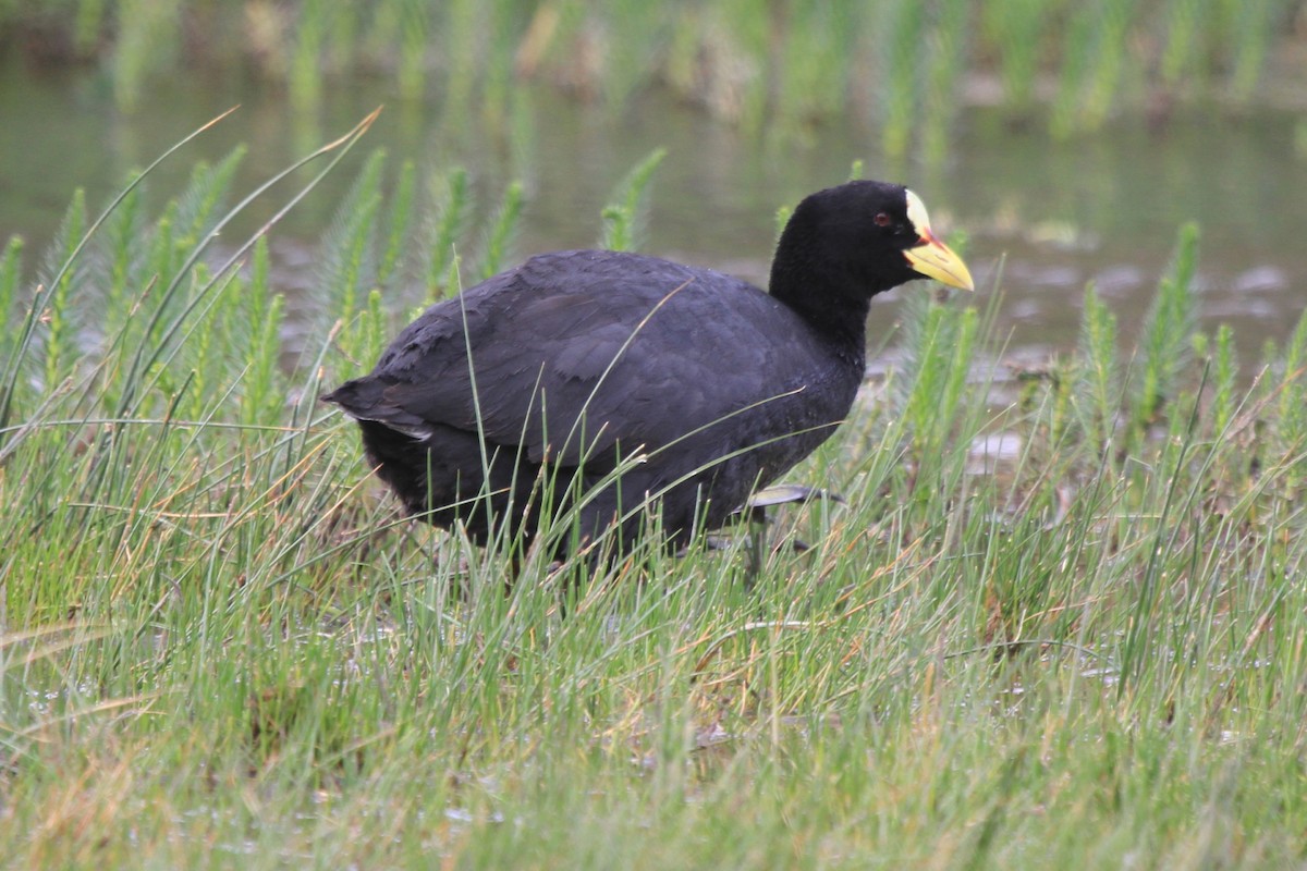 Red-gartered Coot - ML141365061