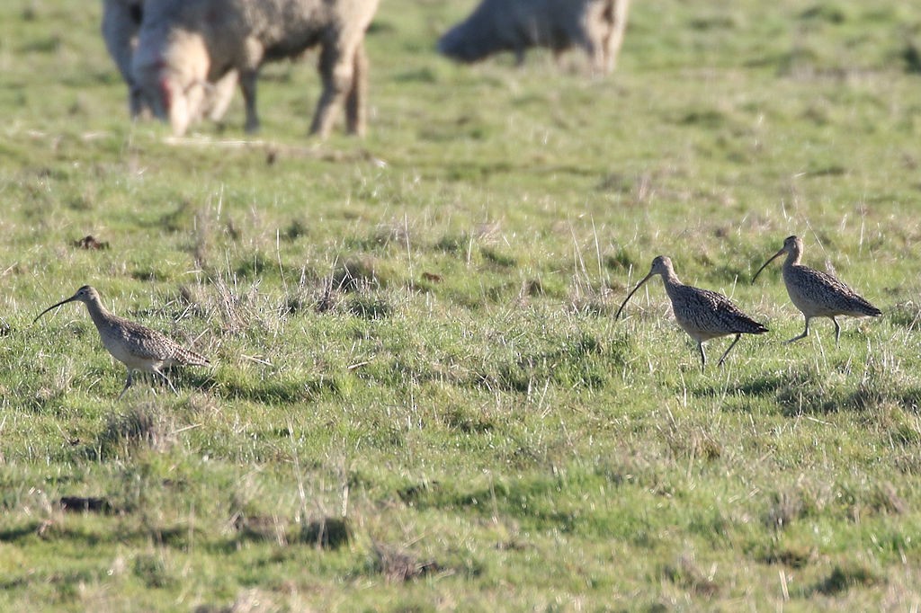 Long-billed Curlew - ML141365221