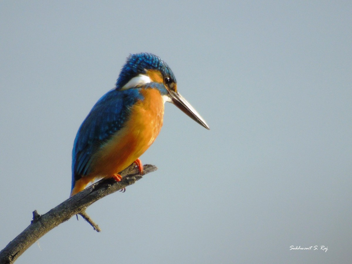 Common Kingfisher - Sukhwant S Raj