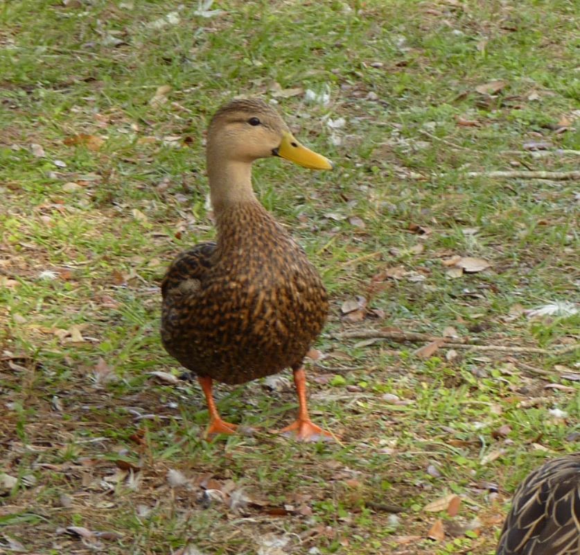Mottled Duck (Florida) - Bill Pranty
