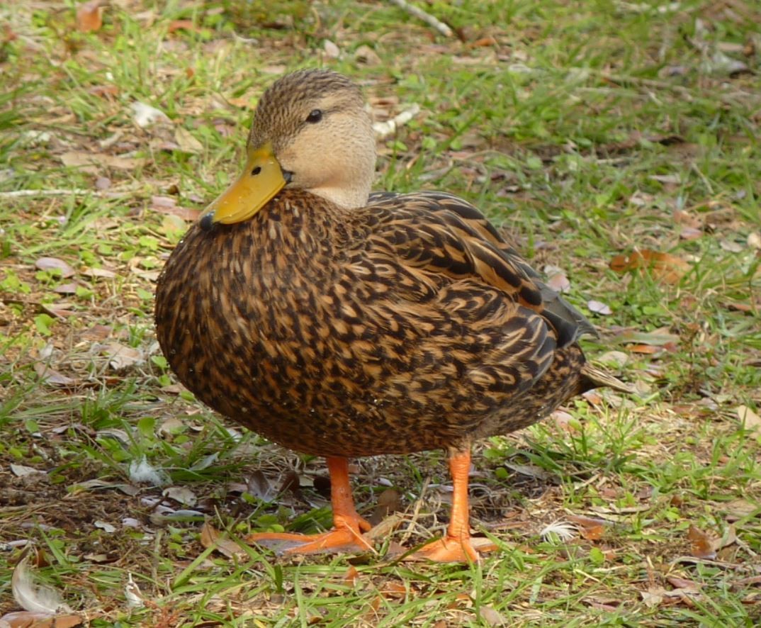 Mottled Duck (Florida) - Bill Pranty