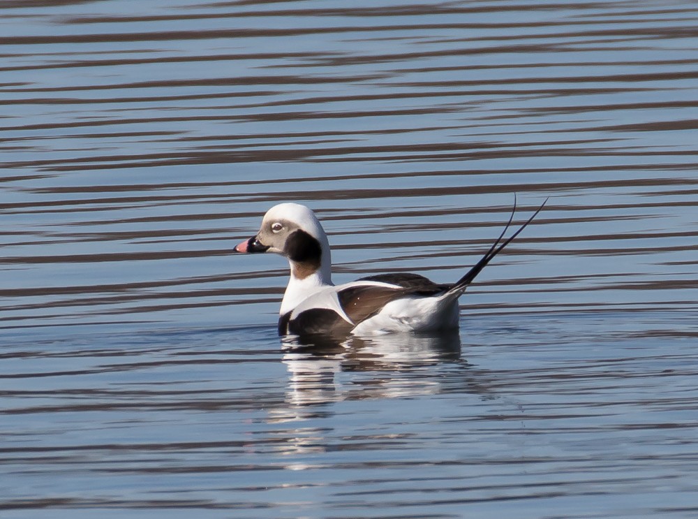 Long-tailed Duck - Allan Welby