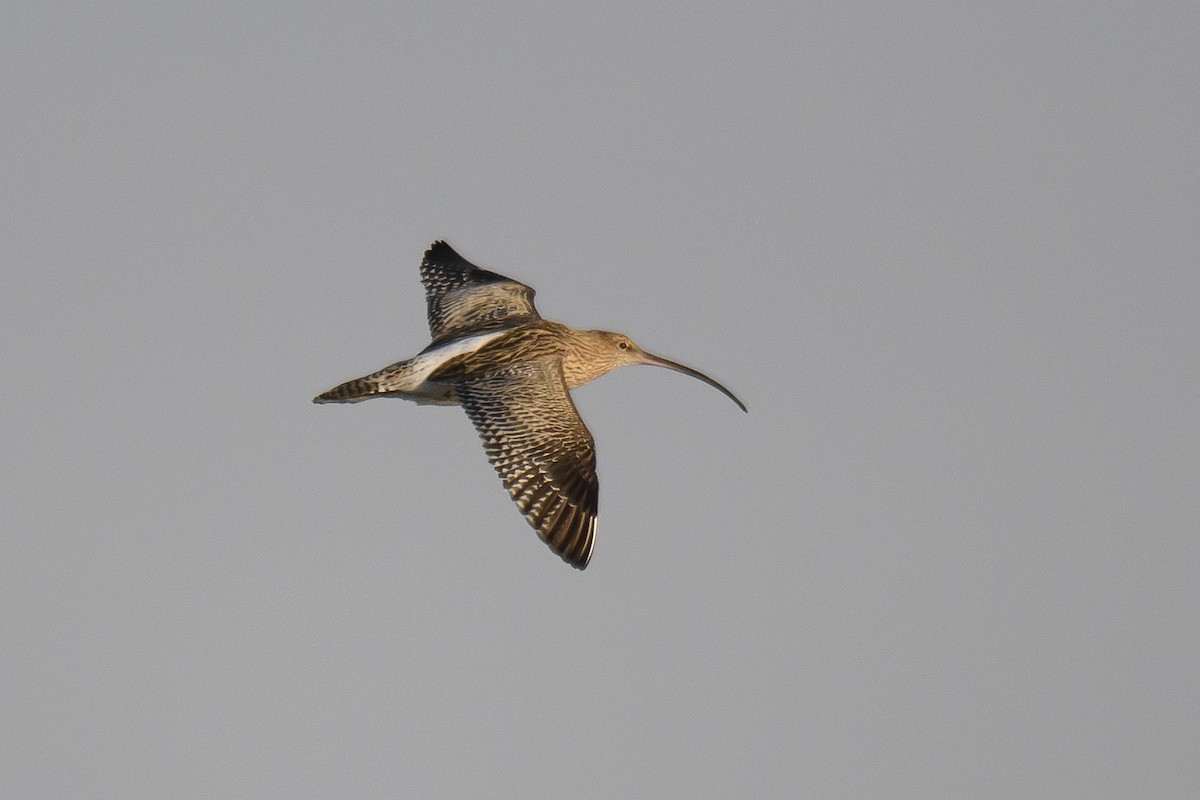 Eurasian Curlew - Miguel Rouco