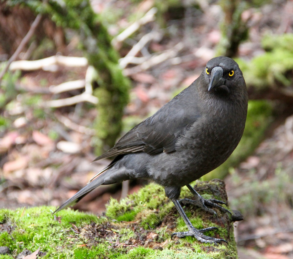 Black Currawong - Mike Webster
