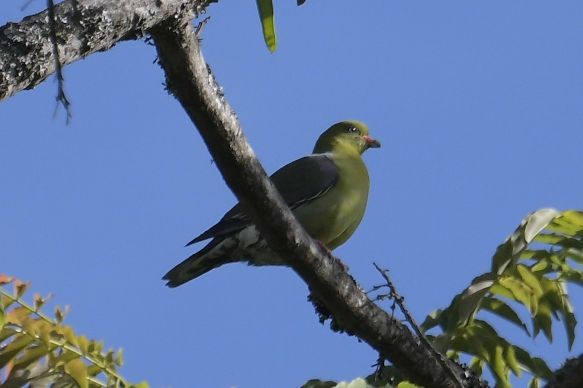 African Green-Pigeon - ML141369501
