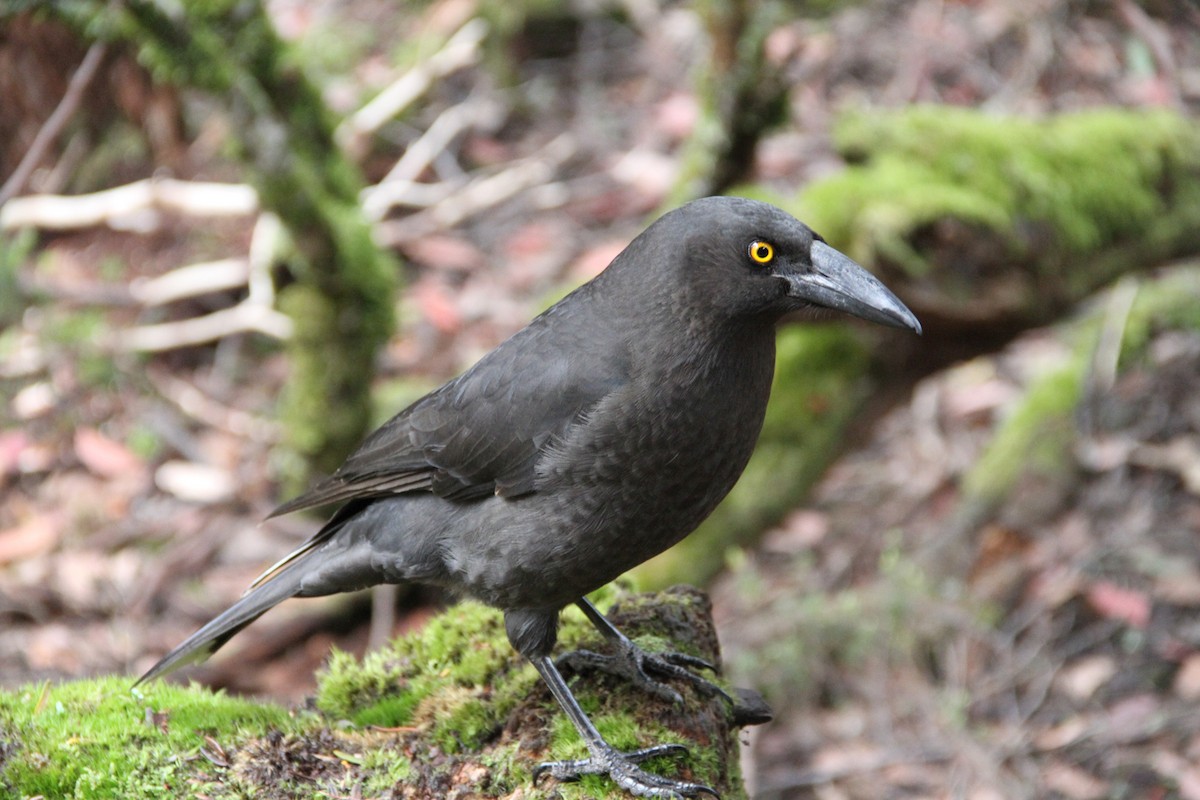 Black Currawong - Mike Webster