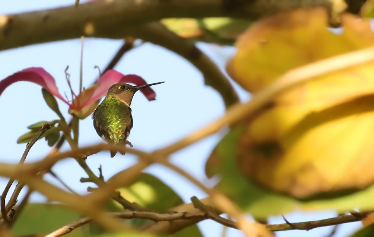 Ruby-throated Hummingbird - Thomas Smith