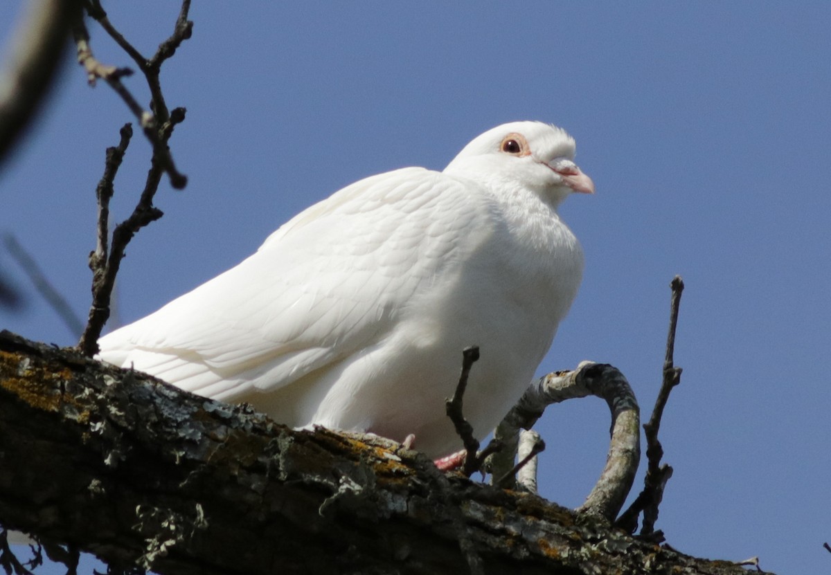 Сизый голубь (Одомашненного типа) - ML141370971