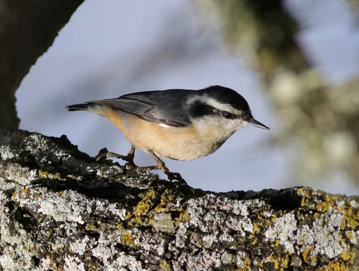 Red-breasted Nuthatch - ML141371061