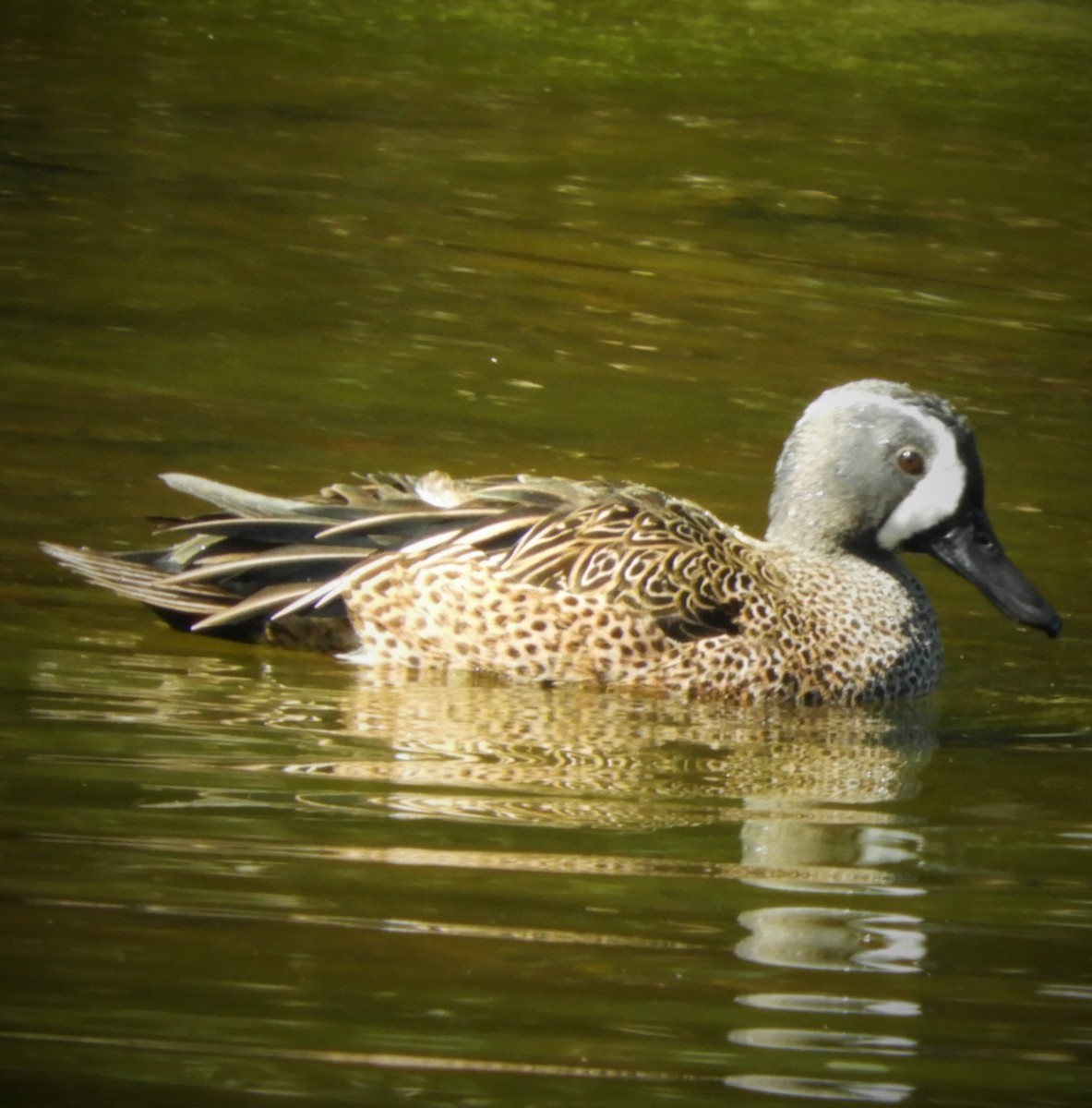 Blue-winged Teal - ML141371901