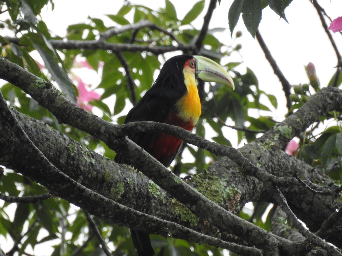 Red-breasted Toucan - Guilherme Lessa Ferreira