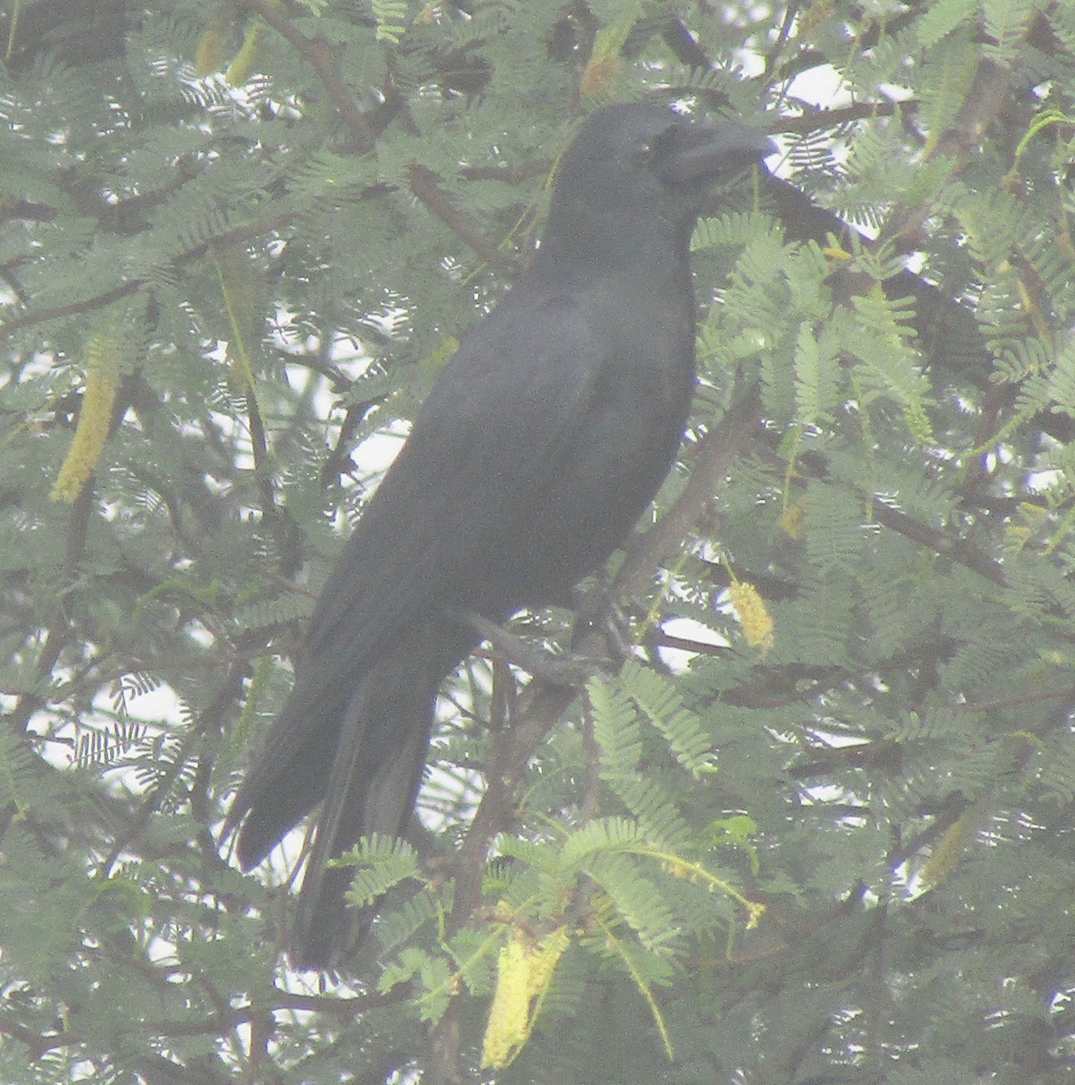 Large-billed Crow - sushil saxena