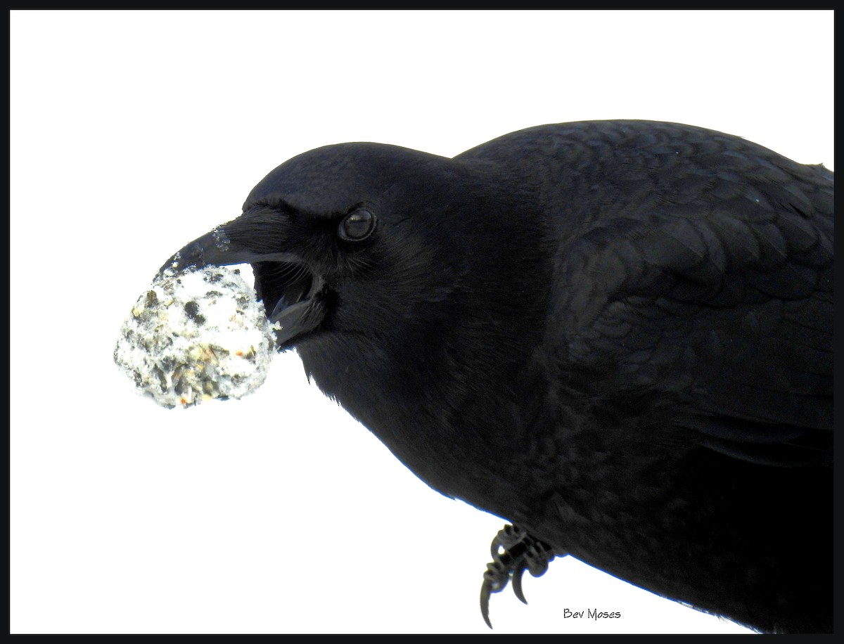 Common Raven - Bev Moses