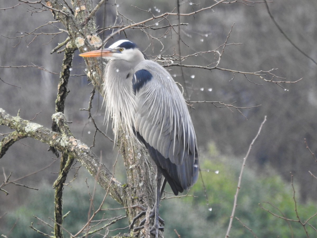 Great Blue Heron (Great Blue) - Mary Lou Clark