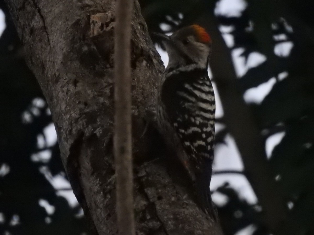 Brown-fronted Woodpecker - ML141376171