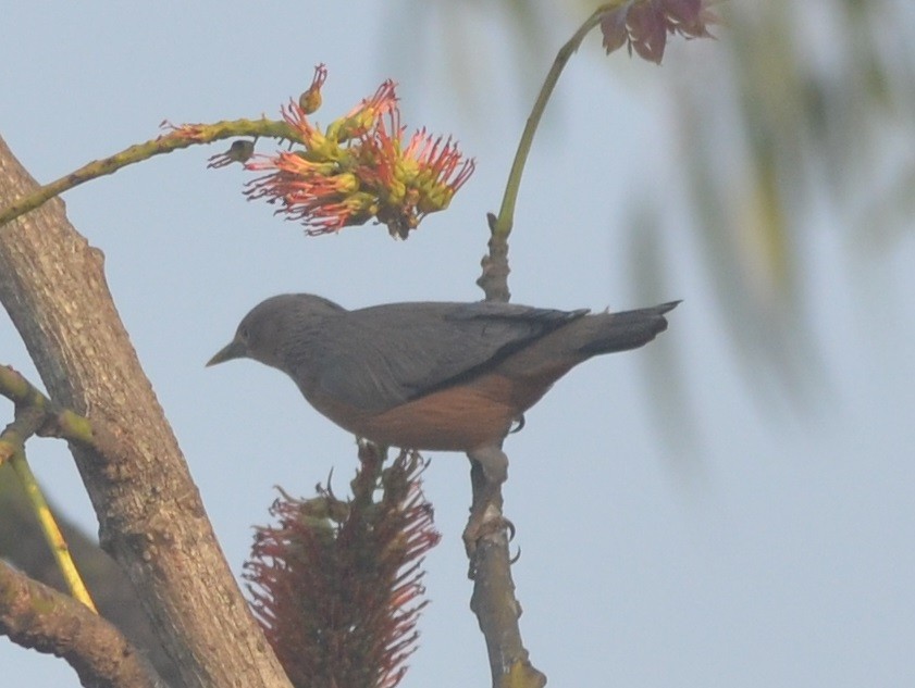 Chestnut-tailed Starling - ML141376671
