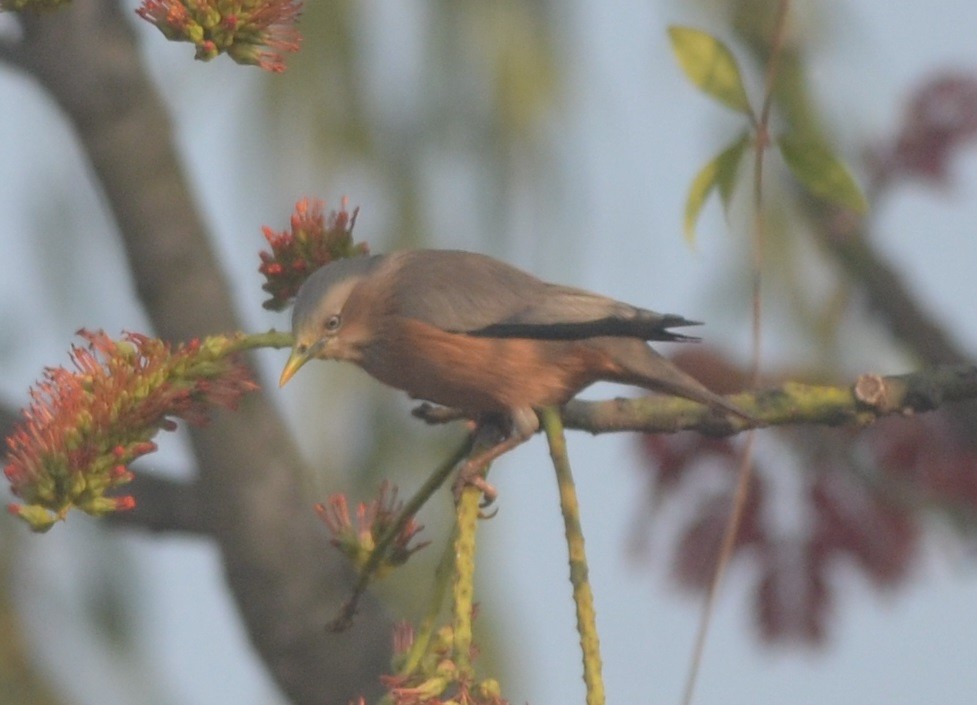 Chestnut-tailed Starling - ML141376681