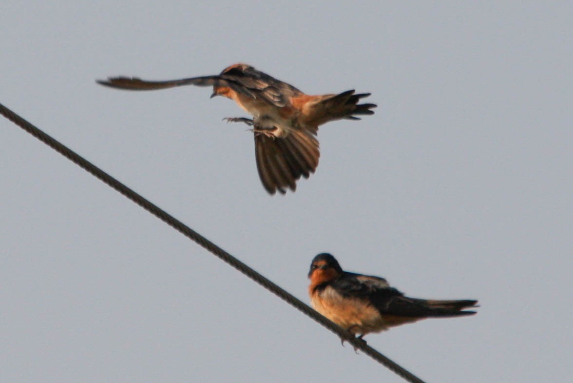 Cave Swallow - ML141377271