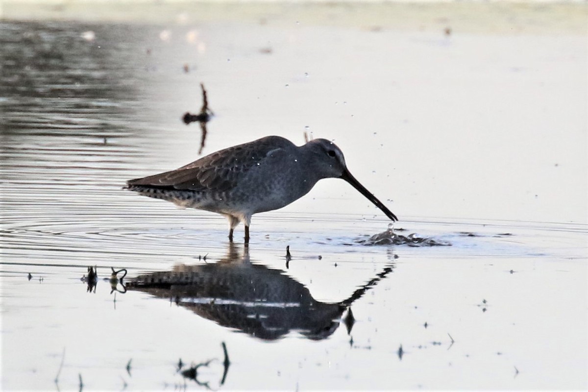 Long-billed Dowitcher - ML141377321