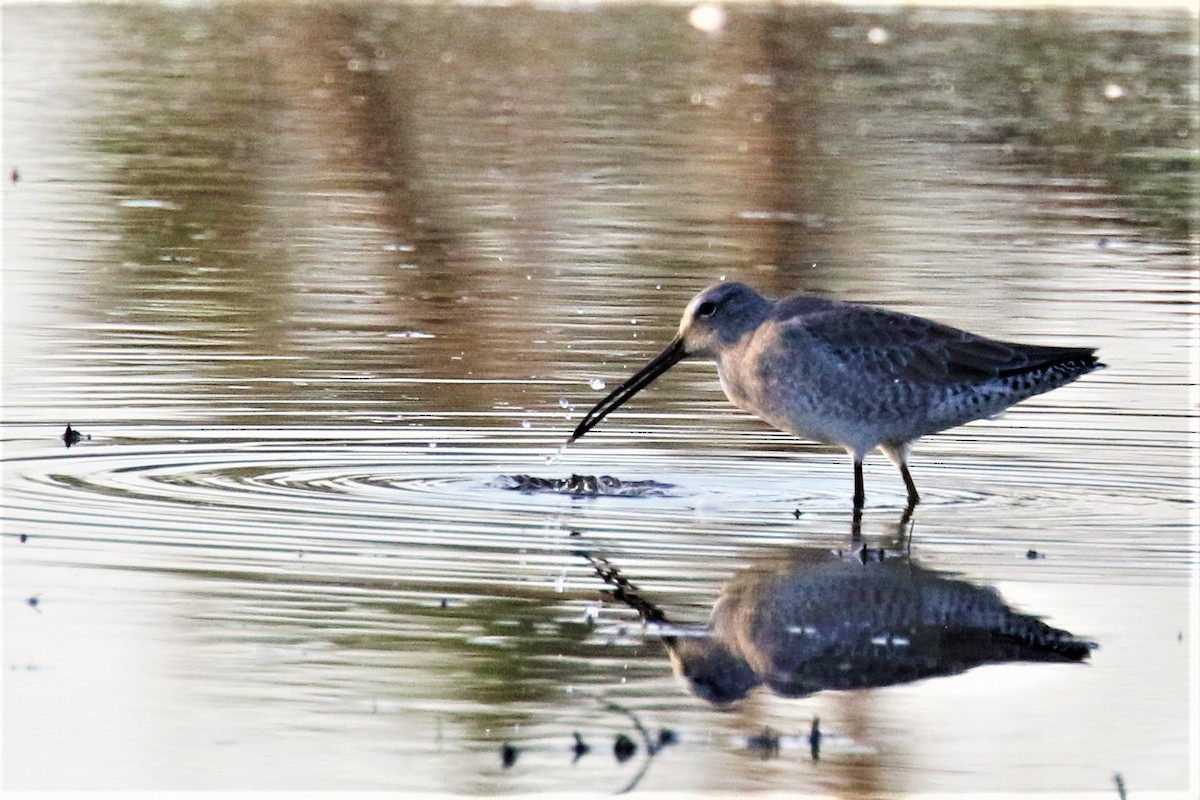Long-billed Dowitcher - ML141377341