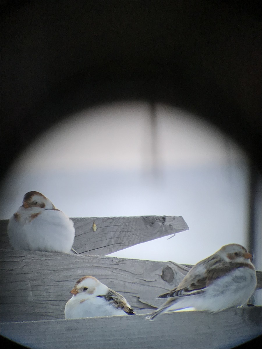 Snow Bunting - Diana Dugall